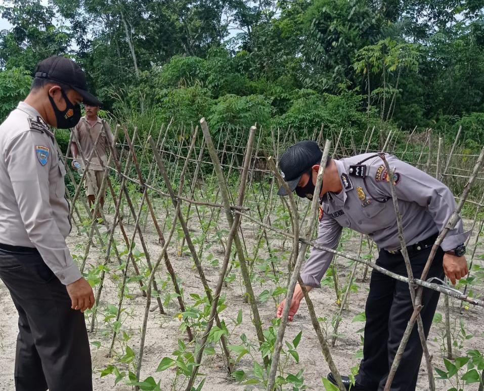 Jaga Stabilitas Ketahanan Pangan, Polsek Langgam Terus Lakukan Peninjauan Kebun