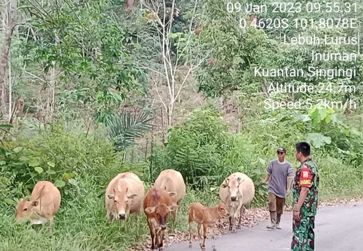 Cegah PMK, Babinsa Koramil 06/Cerenti Dim 0302/Inhu di Desa Lebuh Lurus Kecamatan Inuman Kabupaten Kuansing Berikan Edukasi Tentang Dampak PMK Kepada Peternak Serta Untuk Mengantisipasinya