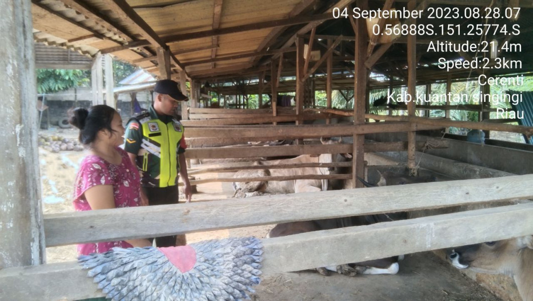 Di Desa Tanjung Medan Kecamatan Cerenti Kabupaten Kuansing Babinsa Koramil 06/Cerenti Kodim 0302/Inhu Mengantisipasi Penularan Penyakit Mulut Dan Kaki (PMK) Sapi
