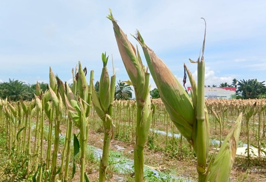 Jagung RI Tembus Pasar Malaysia, Polri Perkuat Ekosistem Pangan Nasional