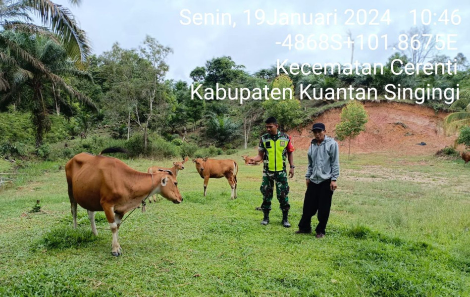 Antisipasi PMK Babinsa Koramil 06/ Cerenti Kodim 0302/Inhu  Cek Sapi Warga