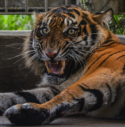 Pekerja Kebun Sawit di Siak Tewas Diterkam Harimau Sumatera, Kepala dan Badan Ditemukan Terpisah