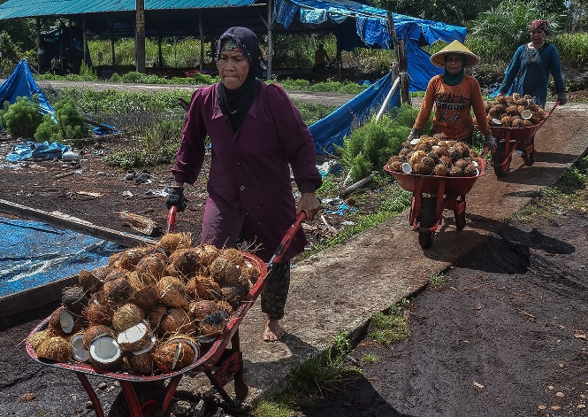 Produksi Kelapa Anjlok 50 Persen, Ribuan Pekerja PT Sambu di Riau Kehilangan Pekerjaan