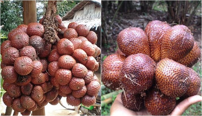 Jarang Disadari, Ternyata 6 Buah-buahan Ini Punya Kembaran Identik Loh...