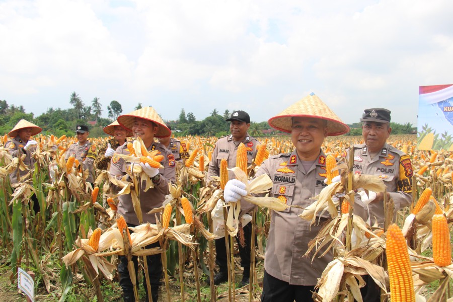 Polresta Pekanbaru Panen Jagung Kuartal II, Produksi Capai 10 Ton