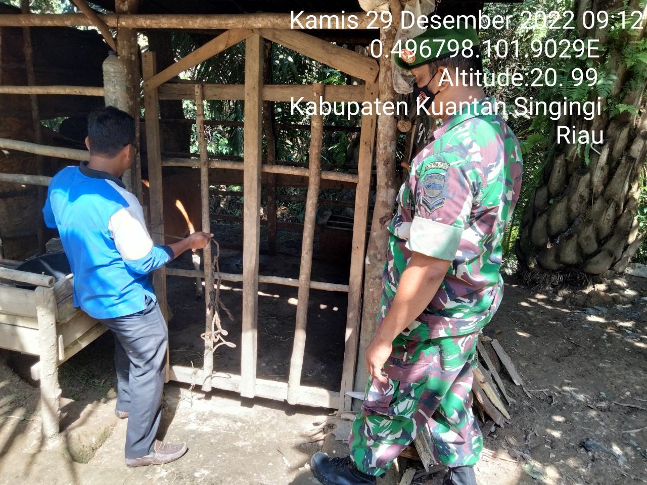 Anggota Koramil 06/Cerenti Kodim 0302/Inhu Mengantisipasi Penularan Penyakit Mulut Dan Kaki (PMK) Sapi di Pulau Bayur