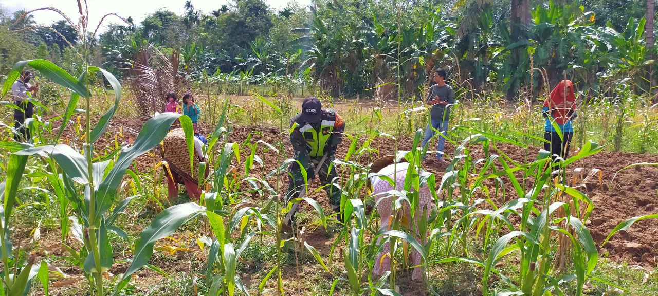 Sertu Parman Anggota Koramil 07/Kuantan Hilir Dim 0302/Inhu Membantu Petani Dalam Perawatan Tanaman Sayuran