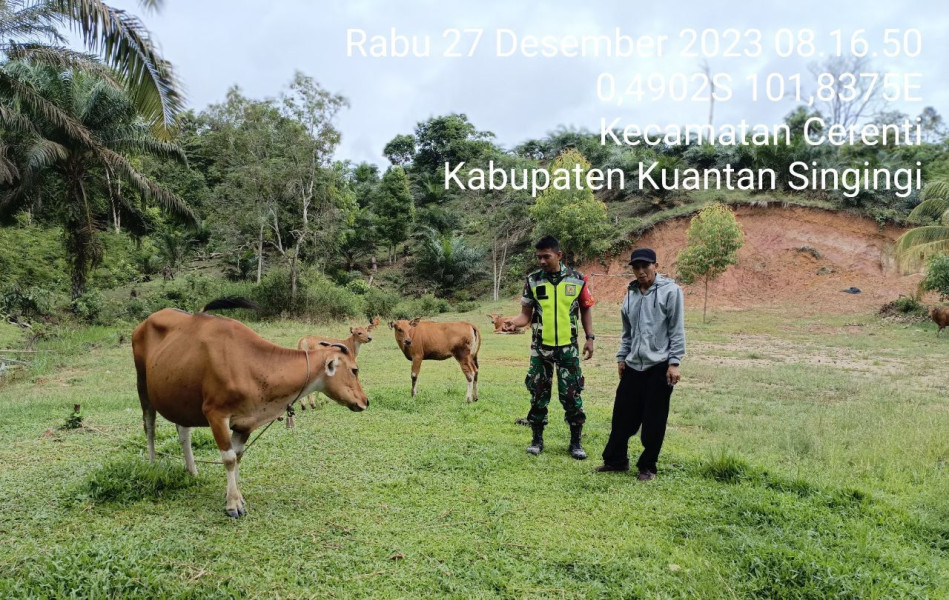 Anggota Koramil 06/Cerenti Kodim 0302/Inhu Selalu Aktif Mengantisipasi Penularan Penyakit Mulut Dan Kaki (PMK) Pada Sapi Di Wilayah Teritorialnya