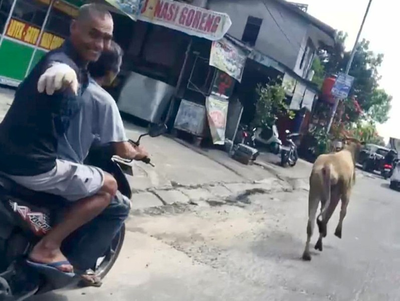 Sapi Kurban di Pekanbaru Ngamuk dan Kabur, Warga: Kayak Atlet Lari!
