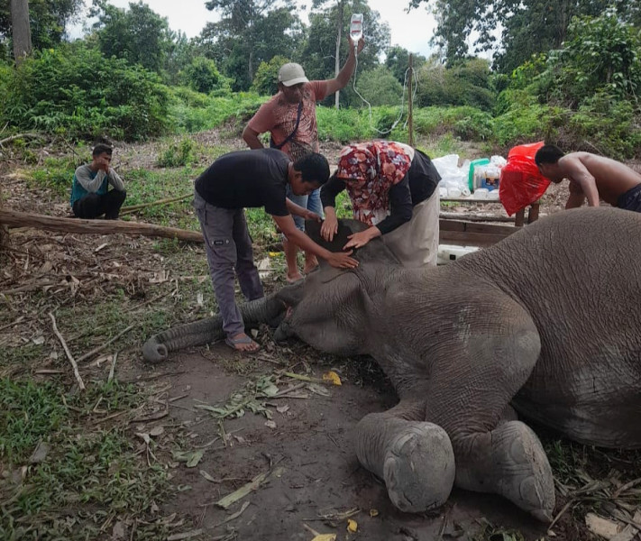 Gajah Sumatera Rimbani Balai TNTN Mati Akibat Infeksi Saluran Pencernaan