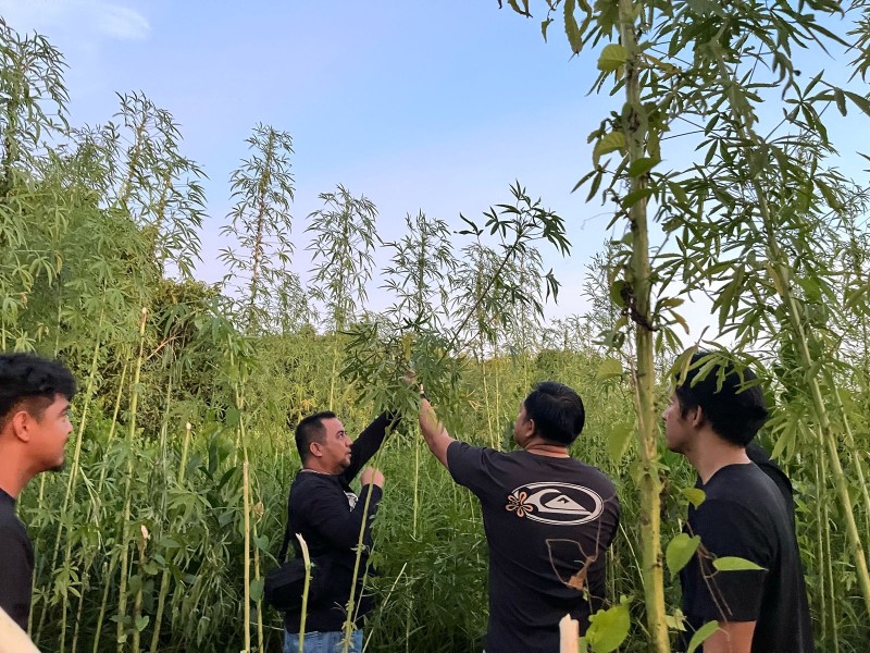 Warga Pekanbaru Temukan Ratusan Tanaman Diduga Ganja, Polisi: Hasil Uji Cepat Negatif