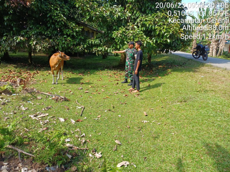 Sertu Efison Laksanakan Pemantauan Sapi Warga Desa Sikakak, Langkah Mengantisipasi Penularan Penyakit Mulut Dan Kaki