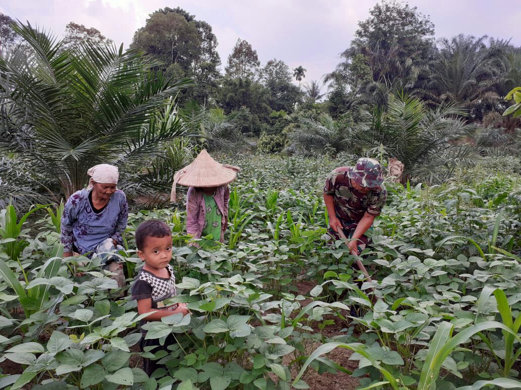 Anggota Koramil Cerenti Serka M.Amin Membantu Petani Membersihkan Gulma Pada Tanaman Jagung dan Kedelai.