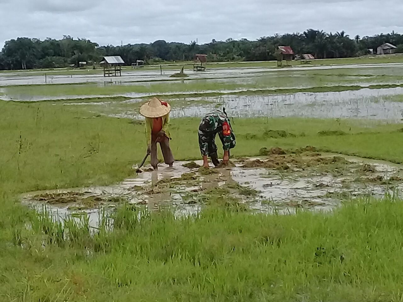 Babinsa Koramil 07/Kuantan Hilir Dim 0302/Inhu Bantu Petani Dalam Mengolah Lahan Persawahan