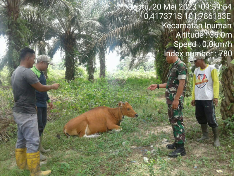 Babinsa Sertu SP Nasution Anggota Koramil 06/Cerenti Kodim 0302/Inhu Cek Sapi Warga Binaan Didesa Sigaruntang