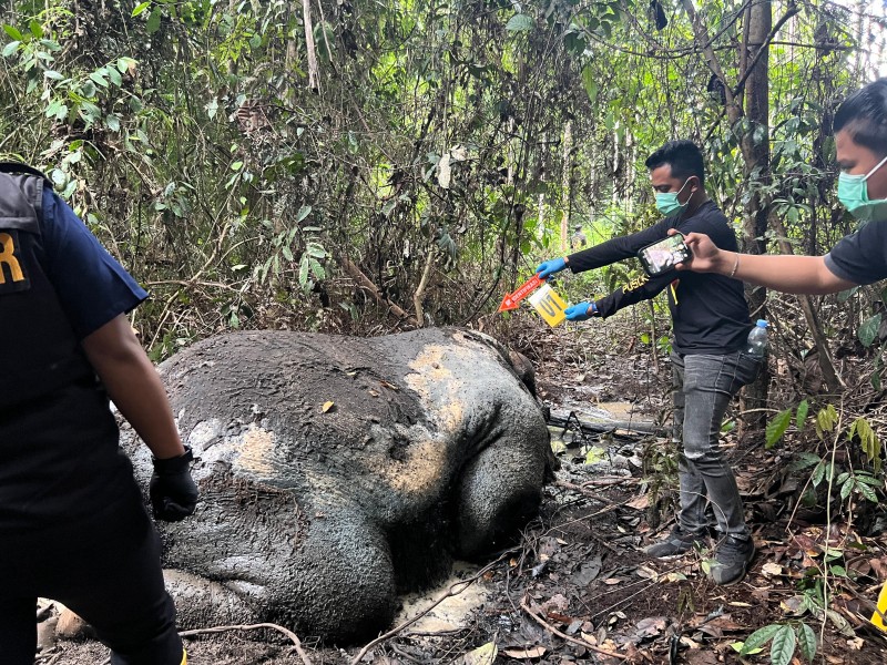 Gajah Ditemukan Mati Tanpa Kepala di Konsesi PT RAPP, Polisi Turun Selidiki