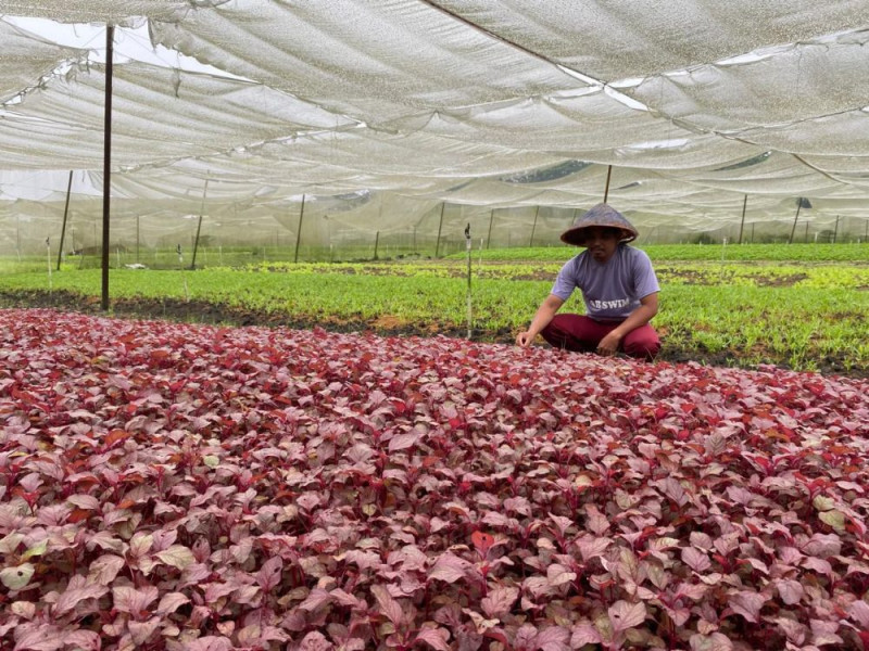 Kisah Inspiratif Arbain, Petani yang Tak Menyerah