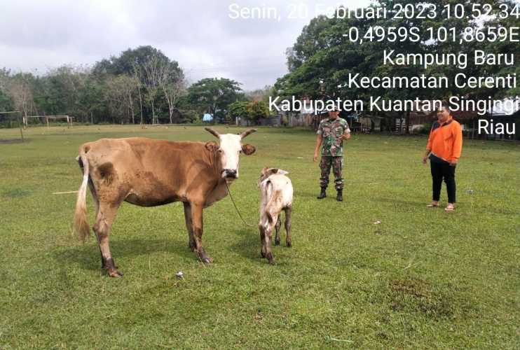 Di Kampung Baru Kecamatan Cerenti, Babinsa Koramil 06/Cerenti Kodim 0302/Inhu Mengantisipasi Penularan Penyakit Mulut Dan Kaki (PMK) Sapi