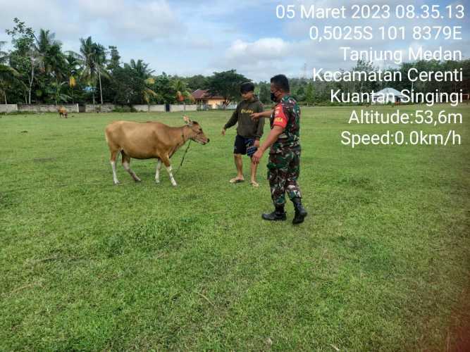 Babinsa Tanjung Medan Koramil 06/Cerenti Kodim 0302/Inhu Cek Ternak Sapi Warga Untuk Antisipasi Wabah PMK