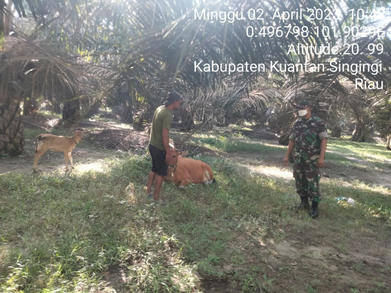 Di Desa Tanjung Medan Kecamatan Cerenti, Serda Juanda Babinsa Koramil 06/Cerenti Kodim 0302/Inhu Mengantisipasi Penularan Penyakit Mulut Dan Kaki (PMK) Sapi