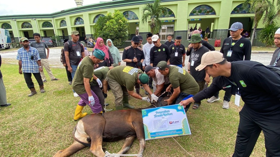 Masjid Raya An-Nur Sembelih 8 Sapi dan 3 Kambing, Daging Kurban Dibagikan kepada 500 Lebih Penerima