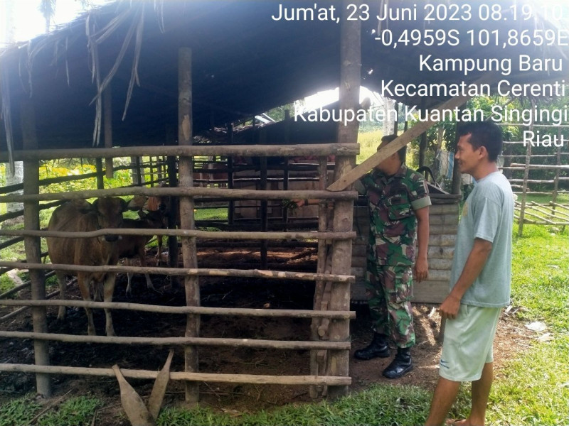 Kopda Mohamad Soleh Babinsa Koramil 06/Cerenti Kodim 0302/Inhu Cek Hewan Ternak Sapi Warga Desa Kampung Baru Kecamatan Cerenti Antisipasi Penularan Penyakit Mulut Dan Kaki (PMK) Sapi