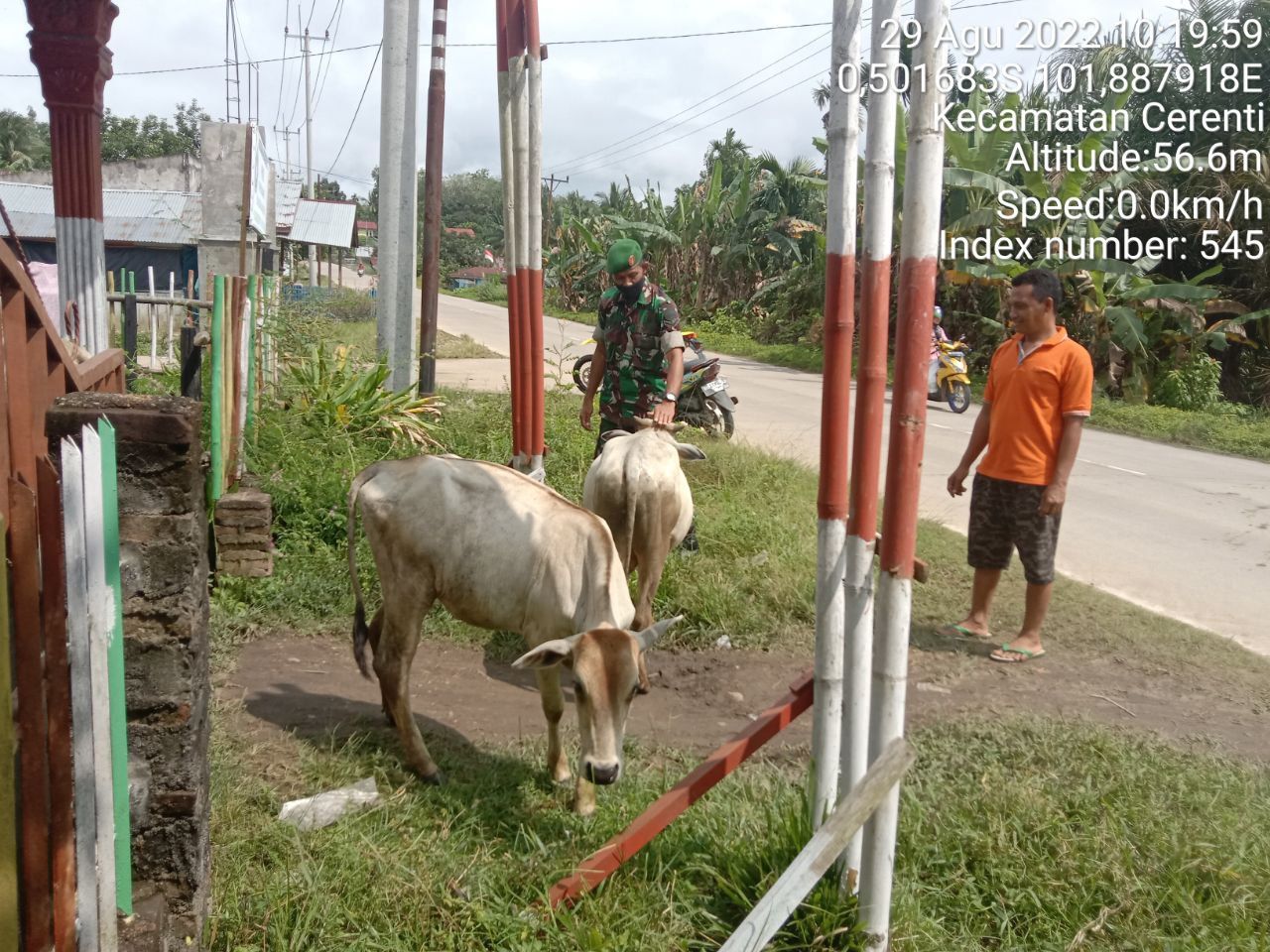 Antisipasi PMK Babinsa Koramil 06/Cerenti Kodim 0302/Inhu Cek Sapi Warga Binaan di Pulau Panjang Cerenti