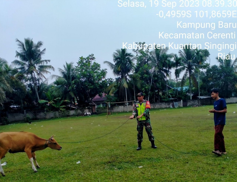 Kopda Mohamad Soleh Babinsa Koramil 06/Cerenti Kodim 0302/Inhu di  Desa Kampung Baru  Mengantisipasi Penularan Penyakit Mulut Dan Kaki (PMK)