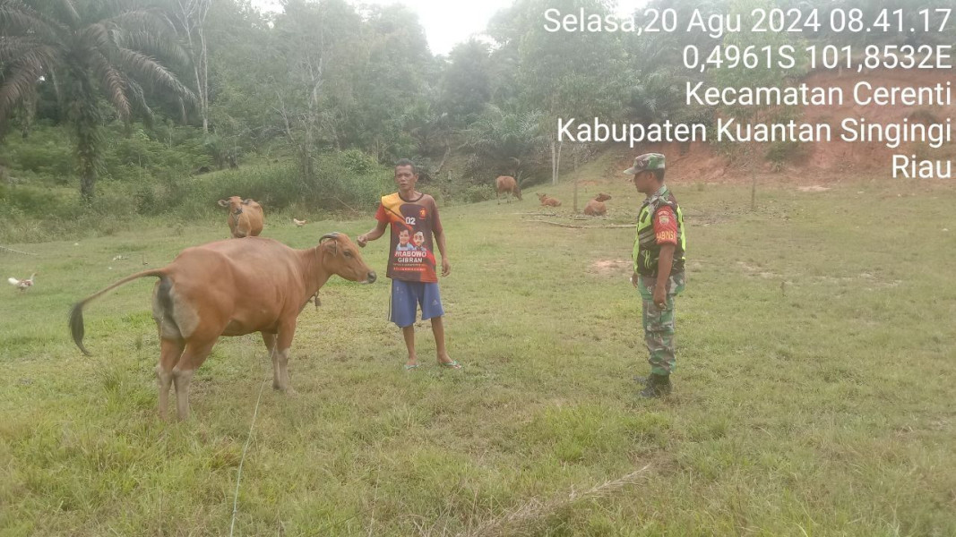 Untuk Mencegah Penularan PMK Pada Sapi, Babinsa Koramil 06/Cerenti Kodim 0302/Inhu Cek Hewan Ternak Milik Warga 