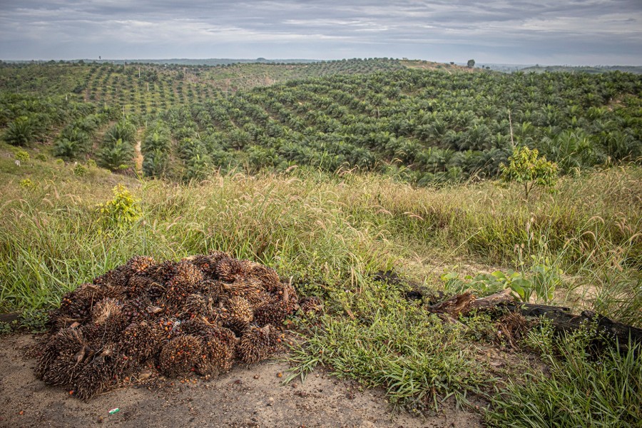 LAMR Desak Penindakan Tegas terhadap Perambah Taman Nasional Tesso Nilo