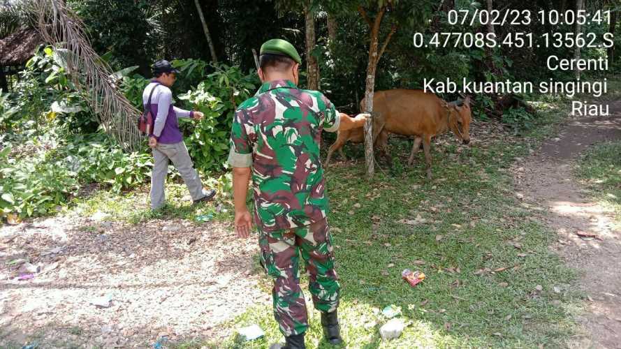 Babinsa Koramil 06/Cerenti Kodim 0302/Inhu Mengantisipasi Penularan Penyakit Mulut Dan Kaki di Desa Pulau Jambu Cerenti 