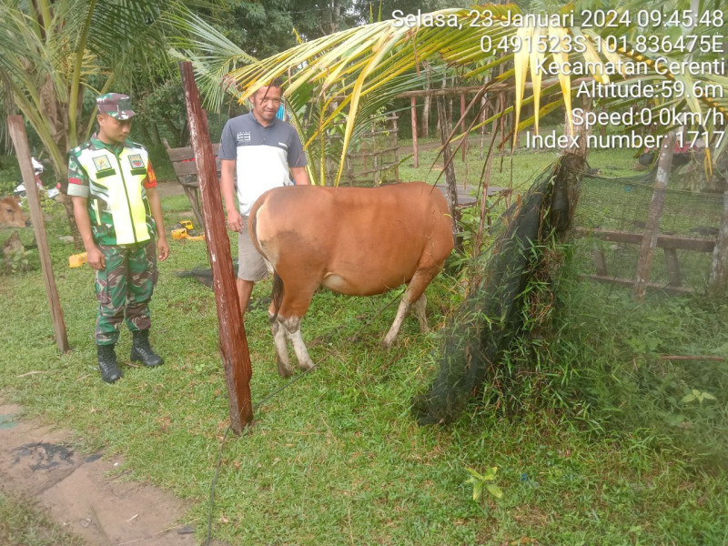 Pratu Numberi Babinsa Koramil 06/Cerenti Kodim 0302/Inhu  Cek Ternak Sapi Warga Antisipasi  Wabah PMK