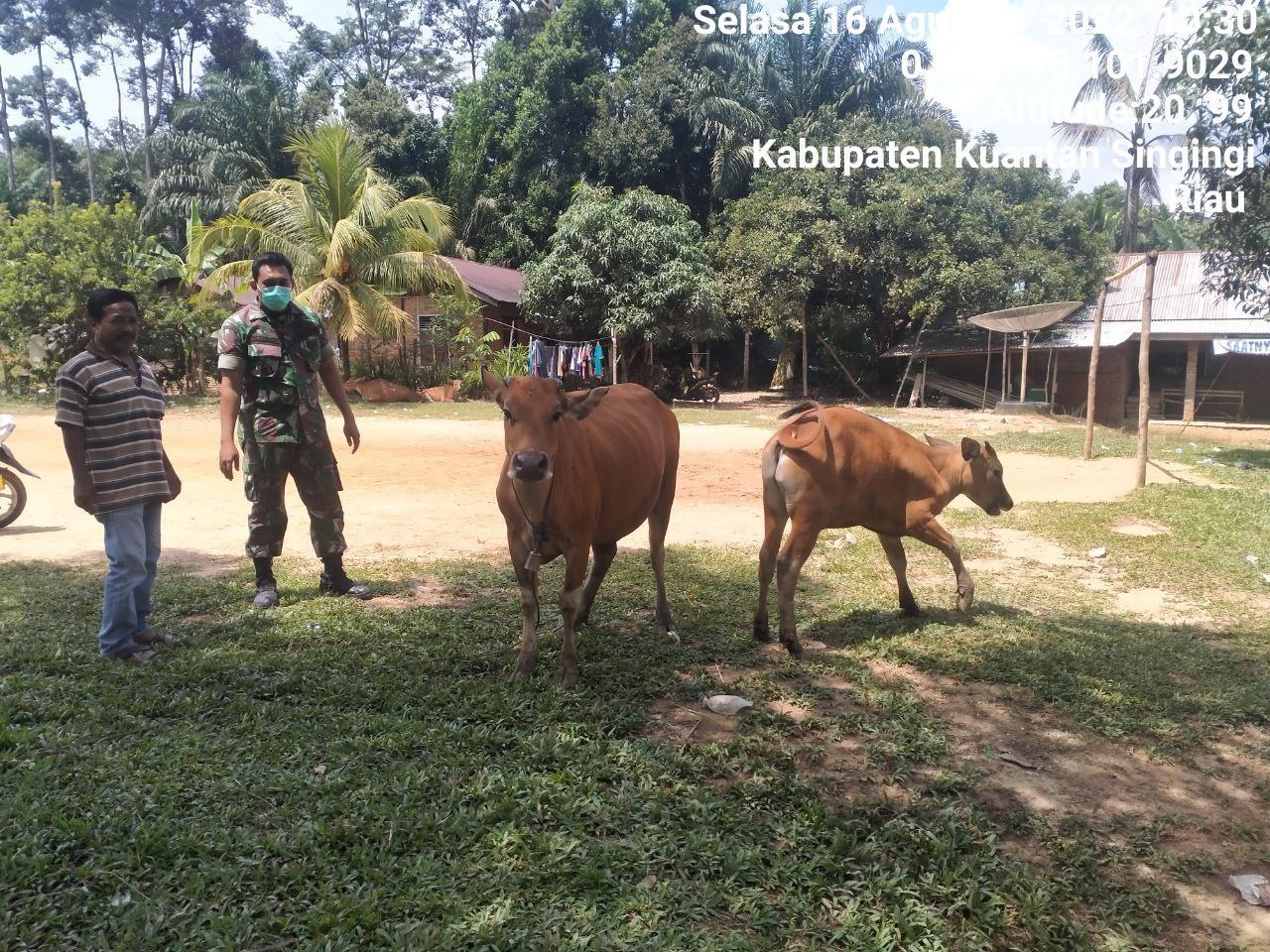 Babinsa Koramil 06/Cerenti Kodim 0302/Inhu,Kopda Mohammad Soleh Mengantisipasi Penularan Penyakit Mulut Dan Kaki (PMK) Sapi 
