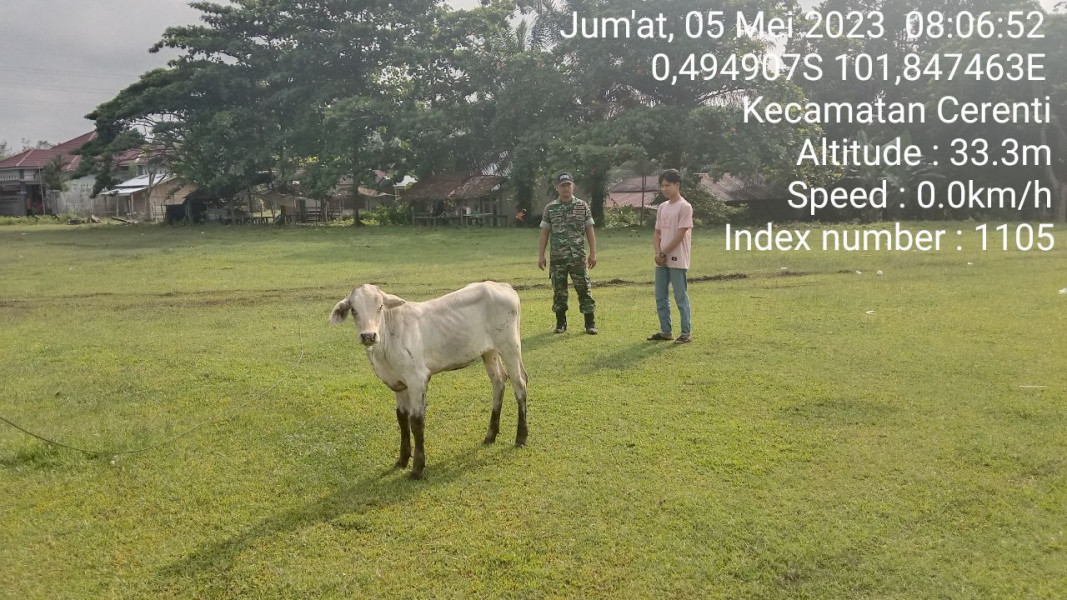 Untuk Mengantisipasi PMK  Babinsa Koramil 06/Cerenti Kodim 0302/Inhu Cek Sapi Warga Binaan