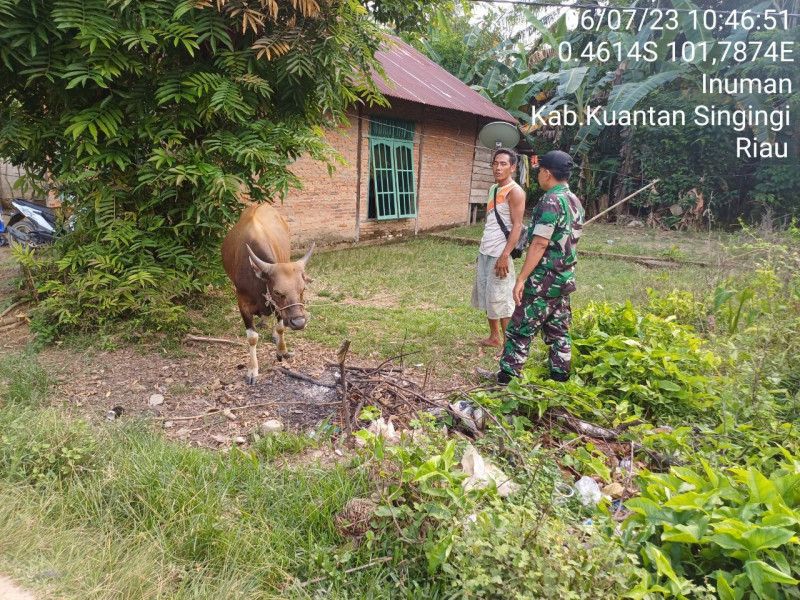 Sertu Efison Babinsa Koramil 06/Cerenti Kodim 0302/Inhu Antisipasi Penularan Penyakit Mulut Dan Kaki (PMK) Sapi Didesa Banjar Nantigo Kecamatan Inuman