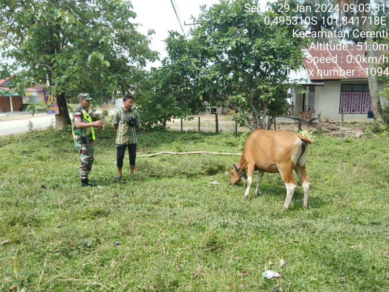 Babinsa Koramil 06/Cerenti Kodim 0302/Inhu Praka Fardan Sinaga Cek Ternak Sapi Warga Antisipasi Wabah PMK Didesa Kompe Berangin Kecamatan Cerenti