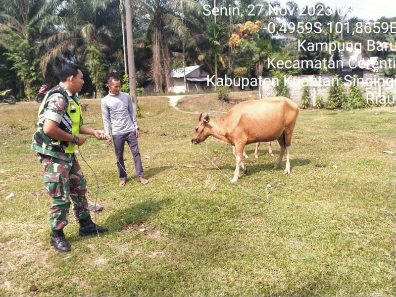 Di Kecamatan Cerenti, Kopda Mohamad Soleh Babinsa Koramil 06/Cerenti Kodim 0302/Inhu Antisipasi Penularan Penyakit Mulut Dan Kaki (PMK) Sapi