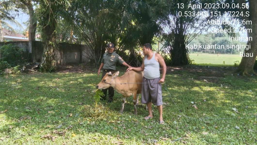 Babinsa Koramil 06/Cerenti Kodim 0302/Inhu Mengantisipasi Penularan Penyakit Mulut Dan Kaki (PMK) Sapi Di Desa Binaan Sigaruntang