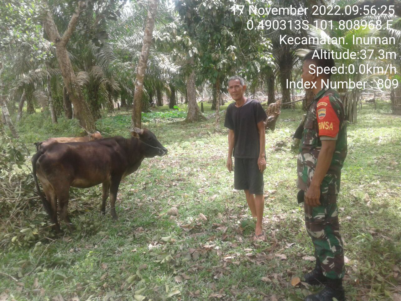 Antisipasi PMK Babinsa Koramil 06/Cerenti Kodim 0302/Inhu Cek Sapi Warga Binaan di Pulau Panjang Hulu Kecamatan Inuman 