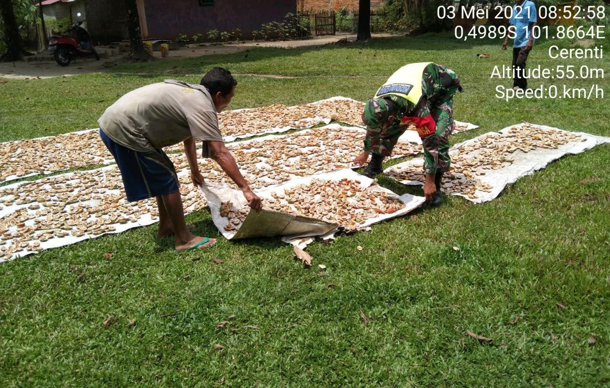 Babinsa Koramil 06/cerenti Bantu Masyarakat Menjemur Pinang Milik Bapak Anas