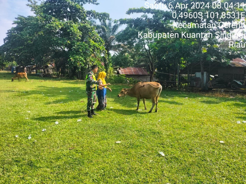 Di Kecamatan Cerenti Babinsa Koramil 06/Cerenti Kodim 0302/Inhu Praka Fardan Sinaga Cek Ternak Warga 