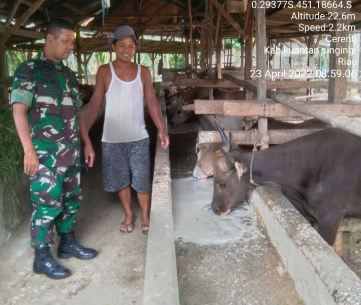Babinsa Koramil 06/Cerenti Kodim 0302/Inhu Mengantisipasi Penularan Penyakit Mulut Dan Kaki (PMK) Sapi Di Desa Binaan Pulau Busuk Jaya Kecamatan Inuman