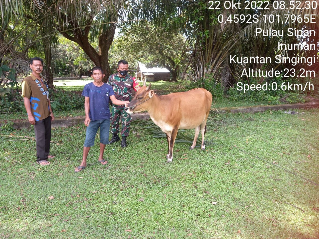 Untuk Cegah PMK, Kopda Irwan Babinsa Koramil 06/Cerenti Kodim 0302/Inhu Ikut Periksa Ternak Sapi Warga Diwilayah Binaan di Desa Ketaping Jaya Kecamatan Inuman Kabupaten Kuantan Singingi 