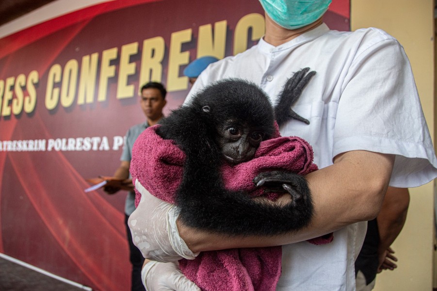 Undercover Buying, Polresta Pekanbaru Gagalkan Perdagangan Anak Siamang