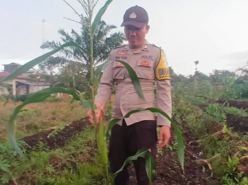Dukung Ketahanan Pangan, Bhabinkamtibmas Polsek Teluk Meranti Cek Lahan Semangka