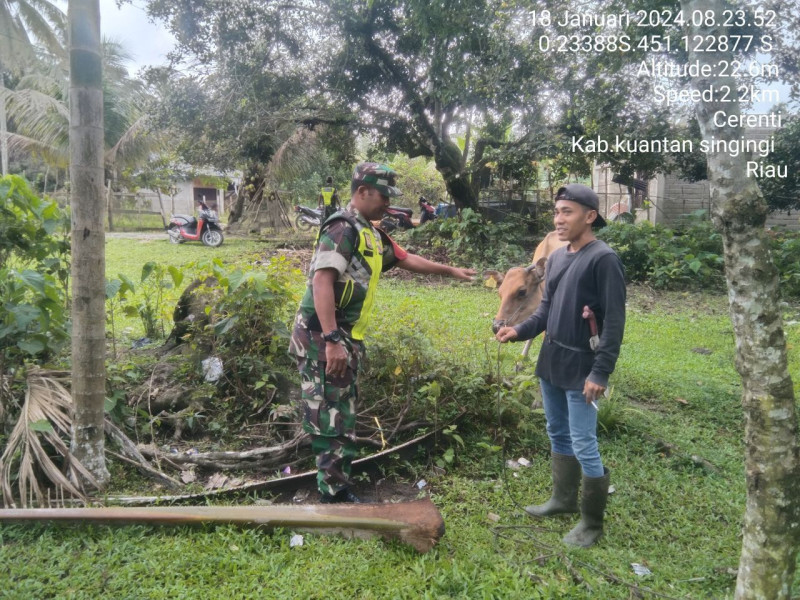 Di Desa Koto Cerenti Anggota Koramil 06/Cerenti Kodim 0302/Inhu Selalu Aktif Mengantisipasi Penularan Penyakit Mulut Dan Kaki (PMK) Sapi