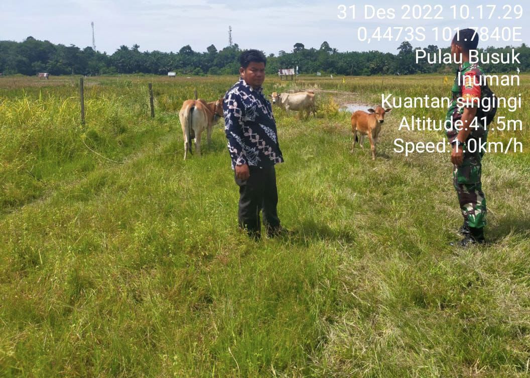 Waspada Dengan Wabah PMK Babinsa Koramil 06/Cerenti Kodim 0302/Inhu Kontrol Kondisi Hewan Ternak Warga Diwilayah Binaan