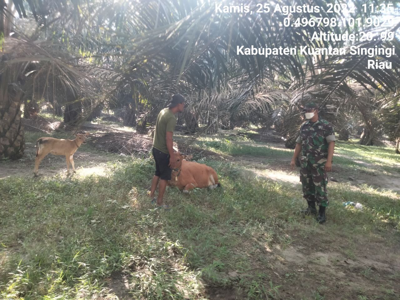 Didesa Bedeng Sikuran Babinsa Koramil 06/Cerenti Kodim 0302/Inhu Mengantisipasi Penularan Penyakit Mulut Dan Kaki (PMK) Sapi