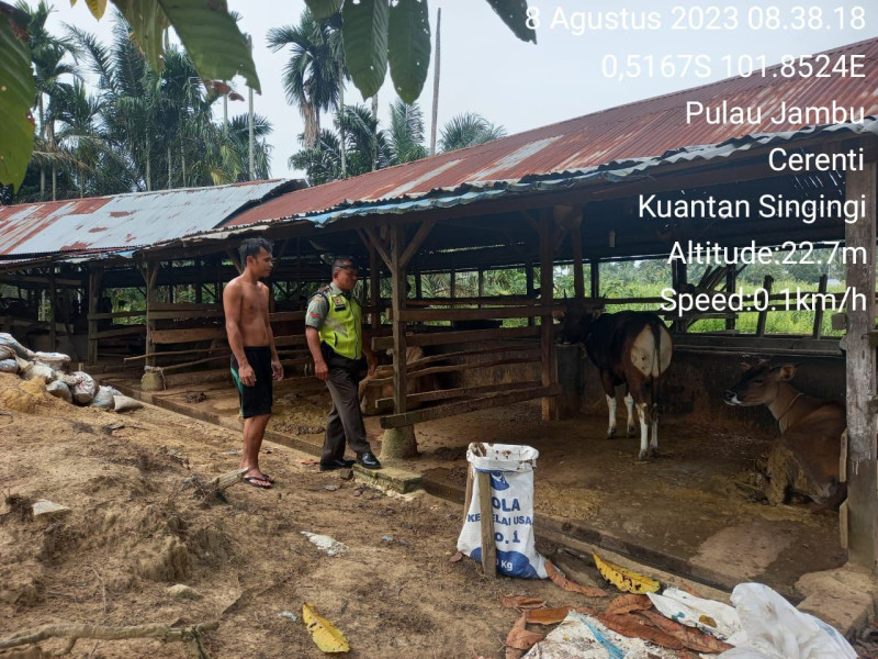 Cegah Virus PMK Pada Sapi Babinsa Koramil 06/Cerenti Kodim 0302/Inhu Cek Ternak Sapi Kekandang