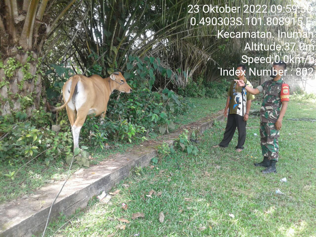 Antisipasi PMK Babinsa Koramil 06/Cerenti Kodim 0302/Inhu Cek Sapi Warga Binaan Desa Pulau Busuk Jaya Kecamatan Inuman Kabupaten Kuantan Singingi 